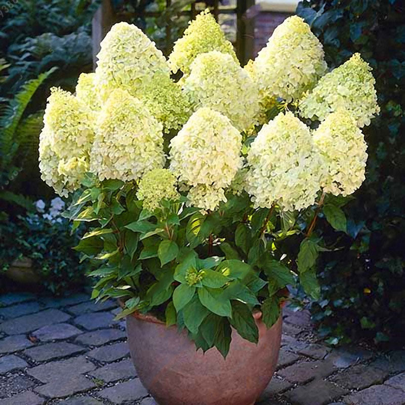 Egrow 20Pcs Hydrangea Flower Seed Vanilla Strawberry Seeds For Outdoor Home Planting Bonsai