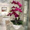 Egrow 200pcs/Bag Phalaenopsis Orchid Seeds Orchid Bonsai Plants Flowers Seeds For Home Garden Plants