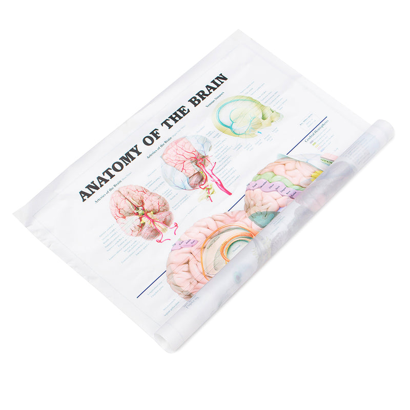 60x80cm Anatomy Of The Brain Poster Anatomical Silk Cloth Chart Human Body Midcal Educational Decor
