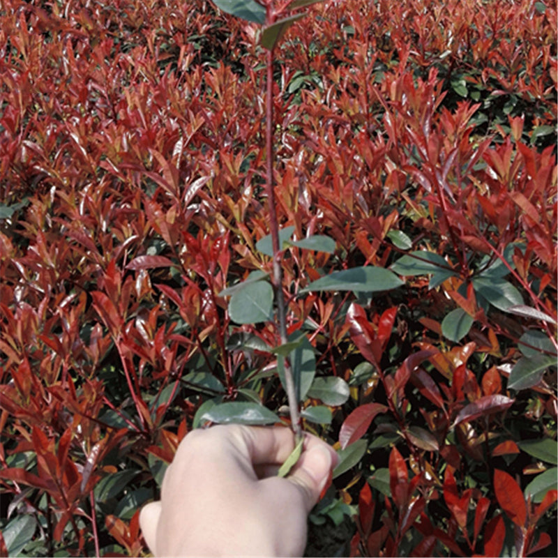 Egrow 50 Pcs/Pack Serrulata Seeds Photinia Serrulata Tree Plant Red Robin Home Garden Decoration