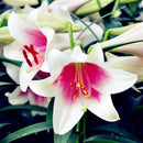 Egrow 100Pcs/Pack Red Lily Flower Seeds Garden Indoor Balcony Decoration Bonsai Plants