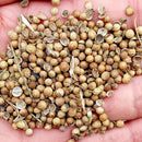 Egrow 50Pcs/Bag Small Parsley Seeds Japanese Small Parsley Seeds 50 Pcs Organic Vegetable Seeds