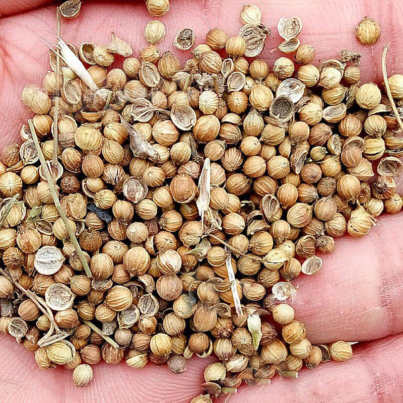 Egrow 50Pcs/Bag Small Parsley Seeds Japanese Small Parsley Seeds 50 Pcs Organic Vegetable Seeds