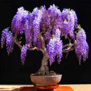 Egrow 10Pcs/Pack Wisteria Seeds Purple Wisteria Tree Rare Indoor Perennial Ornamental Wisteria Flower Potted Planting for Home Garden