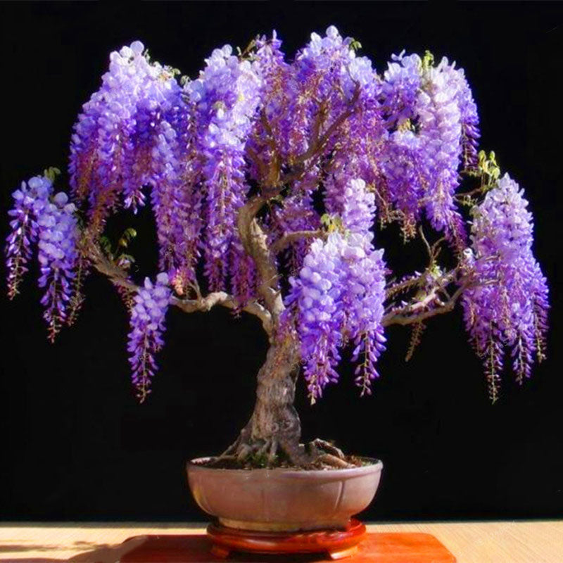 Egrow 10Pcs/Pack Wisteria Seeds Purple Wisteria Tree Rare Indoor Perennial Ornamental Wisteria Flower Potted Planting for Home Garden