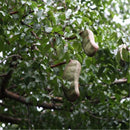 Egrow 12 Pcs/Pack Afzelia Xylocarpa Tree Seeds Ficus Religiosa Bodhi Tree Puti