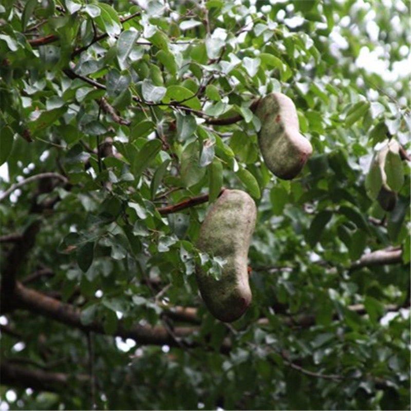 Egrow 12 Pcs/Pack Afzelia Xylocarpa Tree Seeds Ficus Religiosa Bodhi Tree Puti