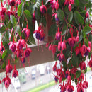 30PCS Chinese Enkianthus Seeds Potted Chinese Enkianthus Flower Garden Ornamental Plants