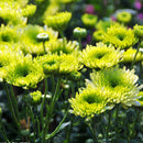 Egrow 100 Pcs/Pack Chrysanthemum Seeds Balcony Potted Rare Green Chrysanthemum Flower Garden Beautiful Potted Plant Bonsai