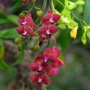 Egrow 200pcs/Bag Phalaenopsis Orchid Seeds Orchid Bonsai Plants Flowers Seeds For Home Garden Plants