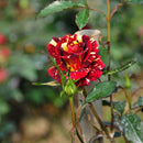 30Pcs Meteoric Shower Rose Seeds Abracadabra Seeds Flower Bonsai DIY Home Garden Dec