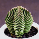 Egrow 100Pcs/Pack Succulent Lithops Plants Seeds Echeveria Succulents Flower Indoor Plant For Home Grden