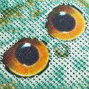 Cute Owl Animal 5D Diamond Paintings DIY Embroidery Cross Stitch Art & Diamond Paintings Tool Home Decor