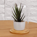 Mini Glass Booth Display Dome Cover Flower Vase With Wood Cork Home Decorations Gift