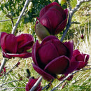 Egrow 10Pcs/Bag Magnolia Seeds Deep Purple Black Magnolia Yulan Tree Flower Tulip Tree Seeds