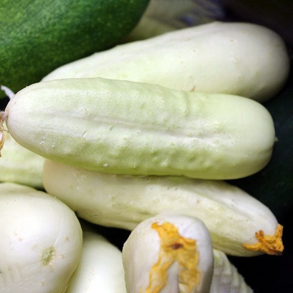 Egrow 50 Pcs/Pack White Cucumber Seeds Garden Balcony Vegetable Fruit Cucumber Seed Planting