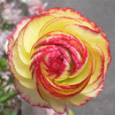 Egrow 50Pcs/Pack Ranunculus Seeds Home Garden DIY Decoration Bonsai Plants Flower Seeds