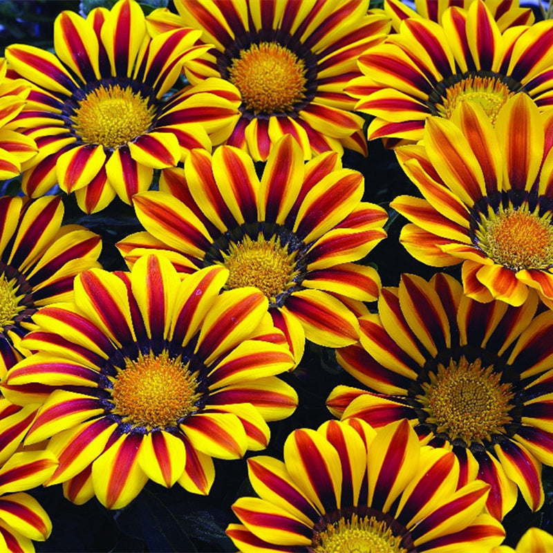 Egrow 200Pcs/Bag Gazania Seeds Semillas Gazania Splendens Chrysanthemum Seeds Garden Flowers Seeds