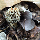 Egrow 100Pcs/Bag Morel Mushroom Strains Seeds Garden Planting Edible Eryngii Vegetable Seeds