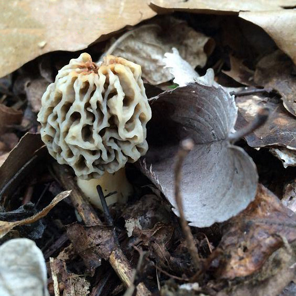 Egrow 100Pcs/Bag Morel Mushroom Strains Seeds Garden Planting Edible Eryngii Vegetable Seeds
