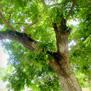 Egrow 40 Pcs/Pack Scented Rosewood Seeds Rare Scented Rosewood Tree Semente Plant Dalbergia Odorifera