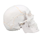 Life Size Human Anatomical Anatomy Head Skeleton Skull Teaching Medical Model Precise