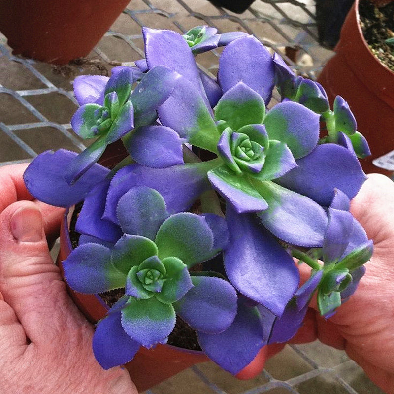 Egrow 200PCS Echeverione Succulent Seeds Mixed Color Garden Potted Flower Seed Home Deco Bonsai