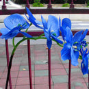 Egrow 200 PCS/Pack Rare Bonsai Flower Blue Butterfly Orchid Plant Garden Phalaenopsis Orchids Seeds