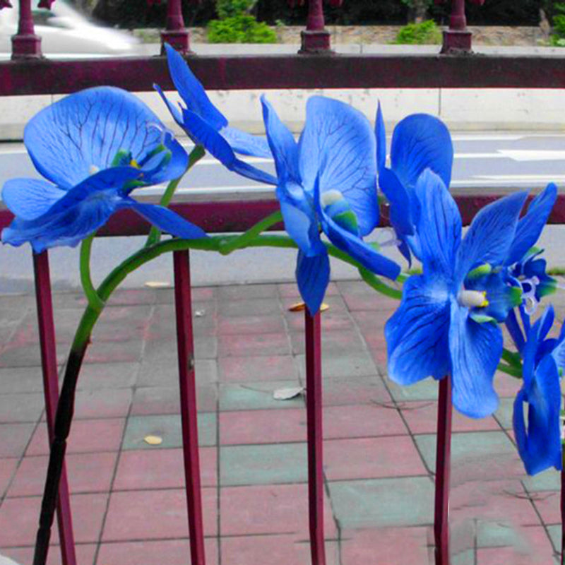 Egrow 200 PCS/Pack Rare Bonsai Flower Blue Butterfly Orchid Plant Garden Phalaenopsis Orchids Seeds