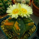 Egrow 10Pcs/Pack Yellow Core Cactus Seeds Mini Green Succulent Bonsai Plants Seeds