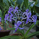 Egrow 100Pcs/Pack Neofinetia Falcata Orchid Seeds Bonsai Flower Plants for Home Garden