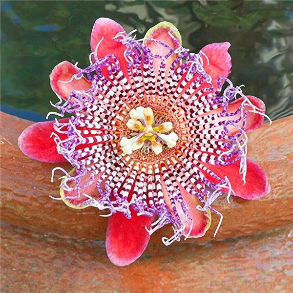 Egrow 50Pcs/Pack Passion Flower Seeds Garden Rare Passiflora Incarnata Fruit Plants Seeds