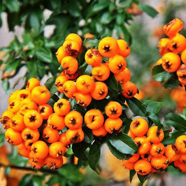 Egrow100Pcs/Bag Pyracantha Seeds Yellow Pyracantha Fortuneana Firethorn Perennial Tree Bonsai Seeds