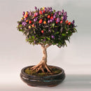 Egrow 100PCS/Pack Pepper Seeds Hot Chilli Pepper Capsicum Vegetable Bonsai Plants Garden Plantas