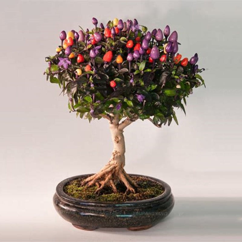 Egrow 100PCS/Pack Pepper Seeds Hot Chilli Pepper Capsicum Vegetable Bonsai Plants Garden Plantas