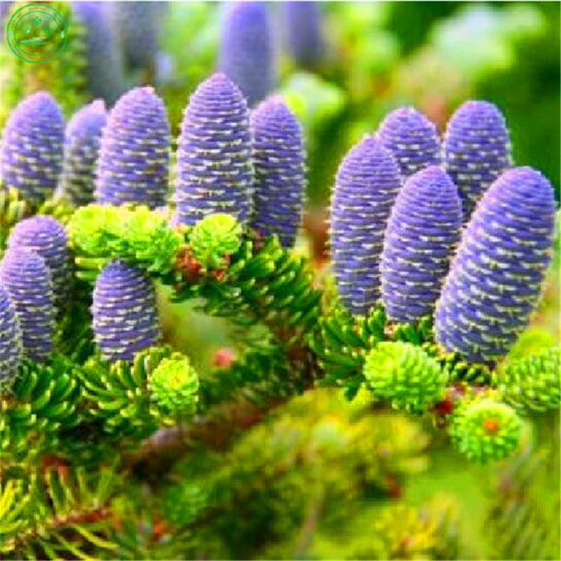 Egrow 50 Pcs/Pack Fir Abies Seeds Nordmann Fir Christmas Tree Conifer Tree Flower House Garden Bonsai Plants Flower Pot