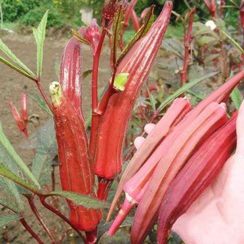 Egrow 100 Pcs/Pack Okra Seeds Red Okra Bonsai Healthy Chinese Vegetable Herbal Non-GMO for Home Garden