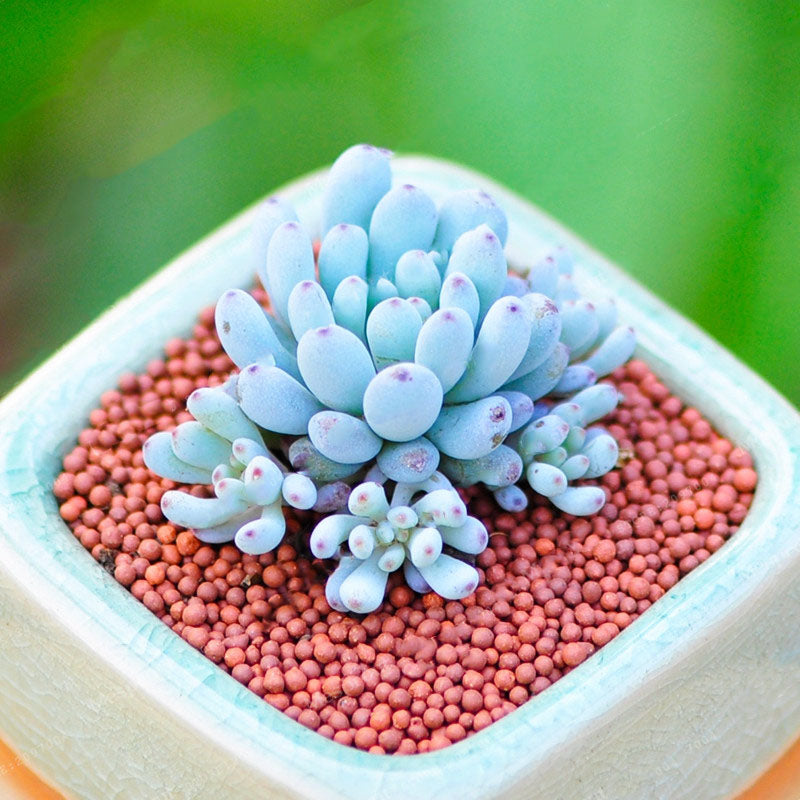 Egrow 100Pcs/Pack Japanese Succulents Seeds Mix Color Home & Garden Bonsai Plants Flower Potted Seed