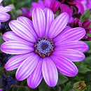 30Pcs African Blue Eyed Daisy Seeds Osteospermum Seeds Mix Color Flower