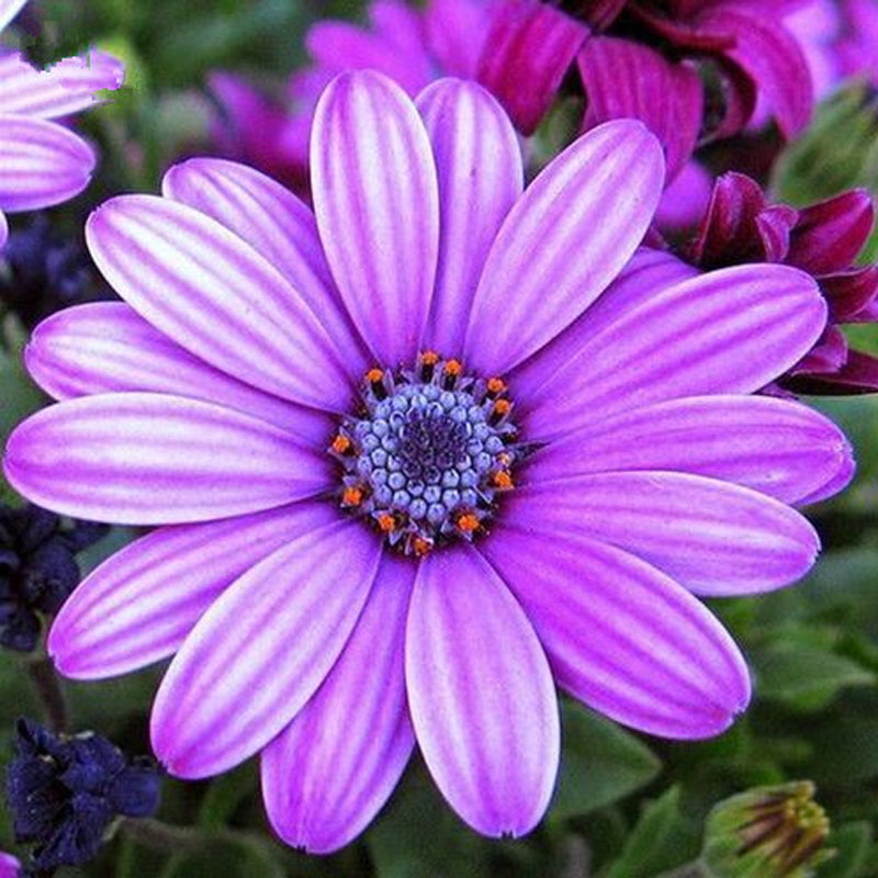 30Pcs African Blue Eyed Daisy Seeds Osteospermum Seeds Mix Color Flower