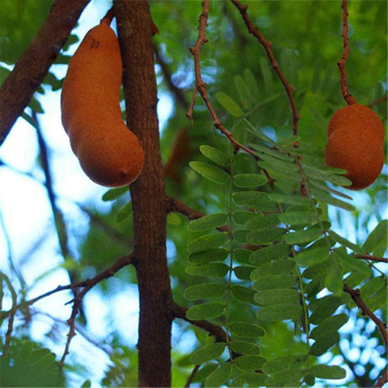 Egrow 60 Pcs/Pack Tamarindus Indica Seeds Tamarind Pulp Tree For Home Garden Plant