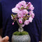 Egrow 50 Pcs/Pack Sakura Seeds Rare Sakura Cherry Blossom For Garden Flower Bonsai Tree Indoor Flowers Plants