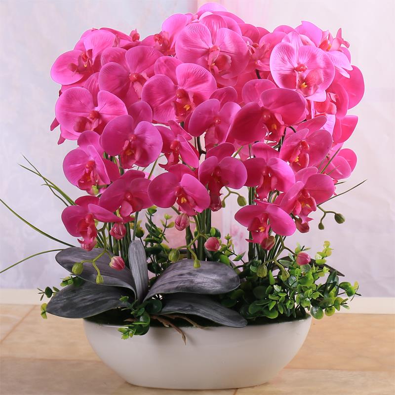 Egrow 100Pcs Phalaenopsis Seeds Living Room Decoration Flowers Potted Plant Seed Home Garden