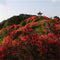 Egrow 100 Pcs/Pack Azalea Seeds Azalea Tree Plant Rhododendron Simsii Flower Seeds Home Garden Decoation