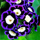 Egrow 100 Pcs/Pack Petunia Bonsai Seeds Colorful Star Petunia Flower Garden Patio Potted Plant