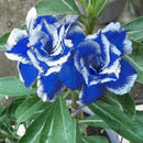 20 PCS Genuine Adenium Obesum Desert Rose Seeds Flower Bonsai Plant DIY Home Grden Seeds