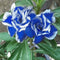 20 PCS Genuine Adenium Obesum Desert Rose Seeds Flower Bonsai Plant DIY Home Grden Seeds