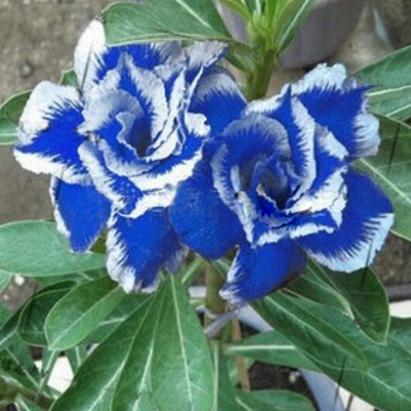 20 PCS Genuine Adenium Obesum Desert Rose Seeds Flower Bonsai Plant DIY Home Grden Seeds