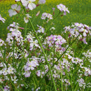 Egrow 50 Pcs/Pack Purple Radish Seeds Red Radish Fruit And Vegetable Bonsai Xinlimei Binsai Garden Plant