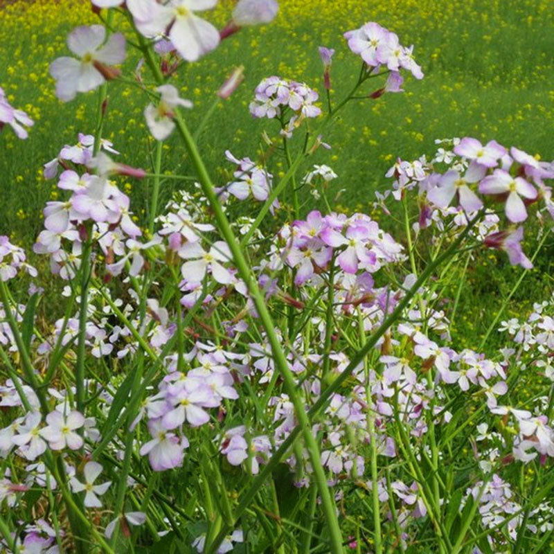 Egrow 50 Pcs/Pack Purple Radish Seeds Red Radish Fruit And Vegetable Bonsai Xinlimei Binsai Garden Plant